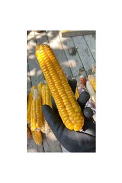 BereketliBahçem Süt Mısır Tohumu (8 sıralı) (20 adet) (Haşlamalık)