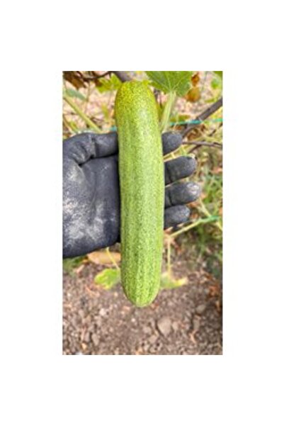 BereketliBahçem Yerli Dikenli Salatalık Tohumu (15 adet) (Sırık)