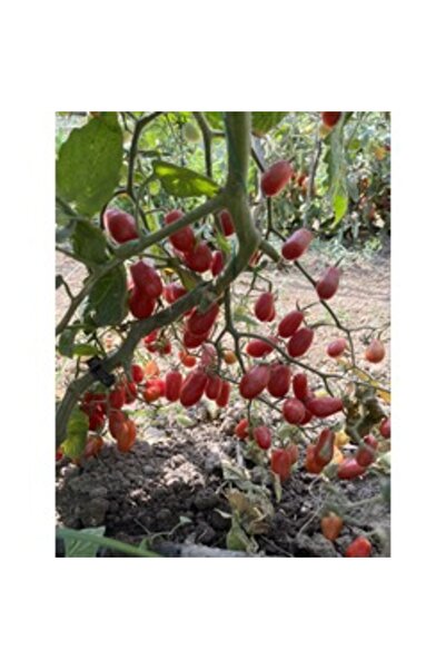 BereketliBahçem Salkım Şeker Domates Tohumu (20 adet) (Sırık)