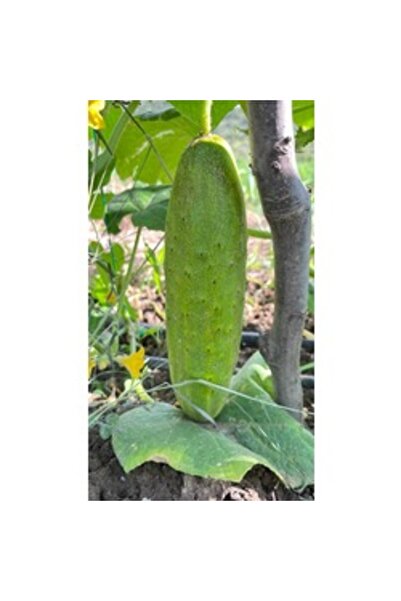 BereketliBahçem Karadeniz Dikenli Köy Salatalığı Tohumu (15 adet) (Sırık)