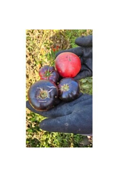 BereketliBahçem Mavi Güzellik (Blue Beauty) Domates Tohumu (15 adet) (Sırık)