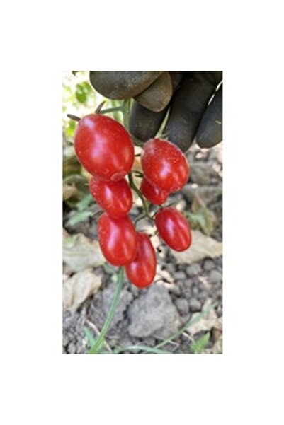 BereketliBahçem Fındık Çeri Domates Tohumu (20 adet) (Yarı Sırık)