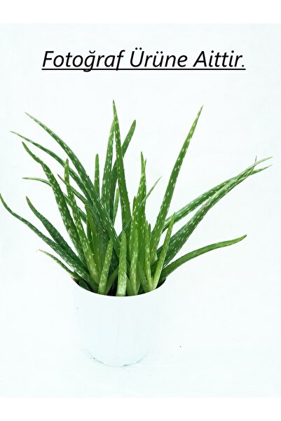 Fidan & Peyzaj - Aloe Vera (Çok Dallı / 2 Yaş)