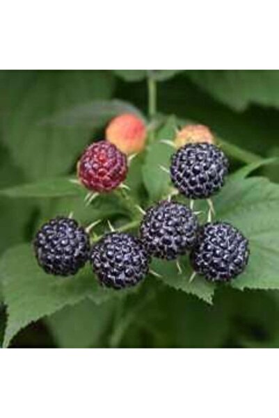 Genel Markalar Tüplü Chester Böğürtlen Fidanı