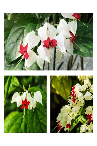 Bitkim Sende Videolu Beyaz Kızılay Çiçeği Fidanı 40 Cm Saksılı/tüplü Dış Mekan Sarmaşık Crinum X Powellii