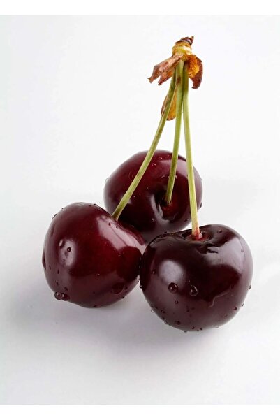 Bahçem Fidancılık Vişne Fidanı