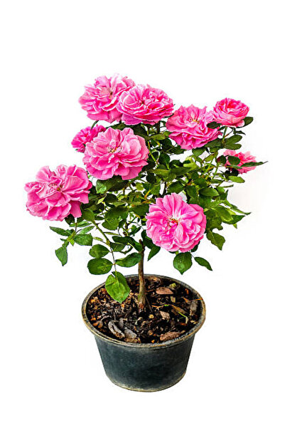 serada decor & plant Vidolu Isparta Gülü Reçellik Pembe Renkli (20 50 CM) 1 Adet Aşılı Gül Pink Rose