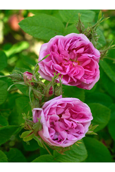 serada decor & plant Vidolu Isparta Gülü Reçellik Pembe Renkli (20 50 CM) 1 Adet Aşılı Gül Pink Rose