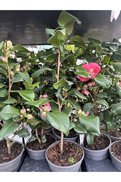 Çiçek Japonica camellia Japon Kamelyası