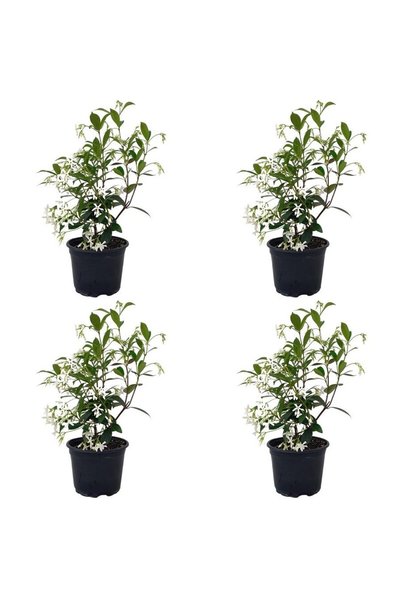 Bitkim Sende Videolu Mis Kokulu 4 Adet Arap Yasemini 40-60cm Saksılı\tüplü (a...