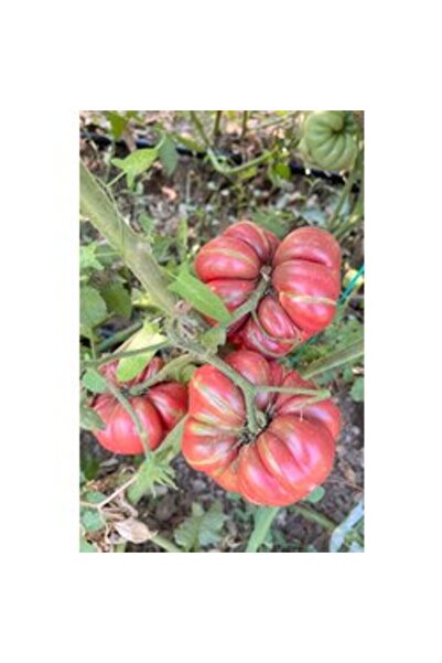 BereketliBahçem Purple Calabash Domates Tohumu (15 adet) (Sırık)