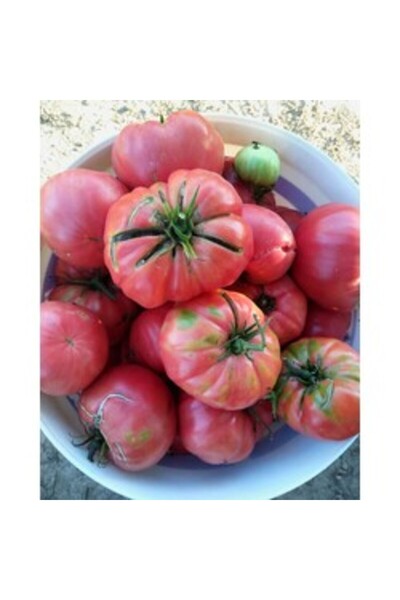 BereketliBahçem Pembe Köy Domatesi Tohumu (25 adet) (Sırık)