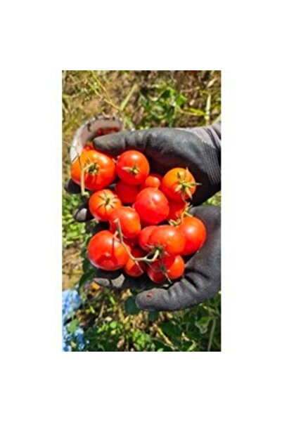 BereketliBahçem Küçük Deşti (Susuz) Domates Tohumu (15 adet) (Oturak)