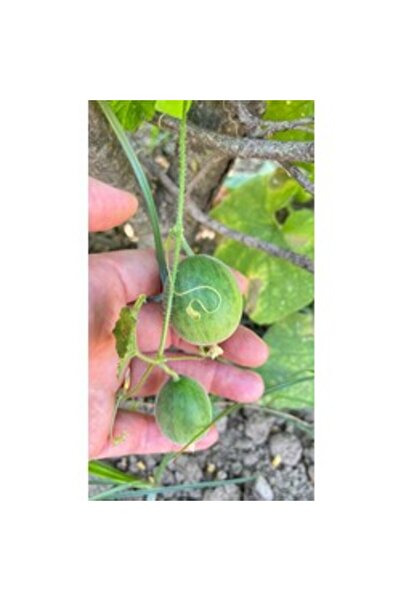 Meksika Salatalık (Cucamelon) Tohumu (15 adet)