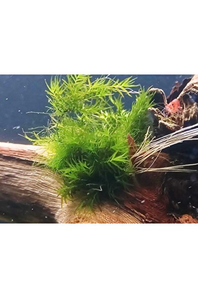 SS Oto Fissidens fontanus (Fissidens Moss) 5-7 gram CUP Canlı akvaryum Bitkis...