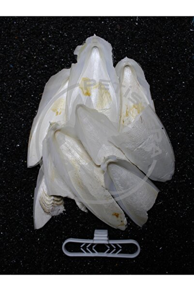 Petistera İri Parçalı Kırık Mürekkep Balığı (Kalamar) Kemiği 100 gr + Tutacak