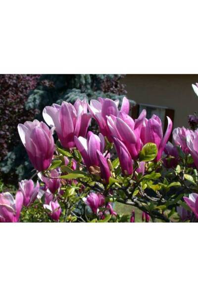 AYDOĞDU Ender Bulunan Manolya Yaprak Döken Manolya(10ila 15cm)