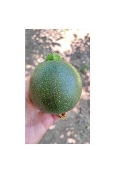 BereketliBahçem Kol Atmayan Yeşil Top Kabak Tohumu (8 adet)