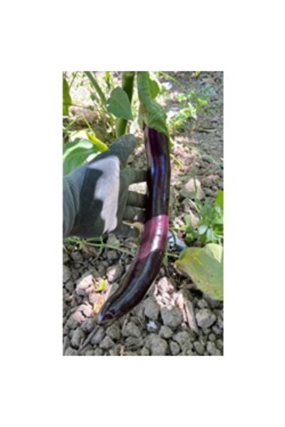 BereketliBahçem Eğridere (Yılan) Patlıcan Tohumu (20 adet)