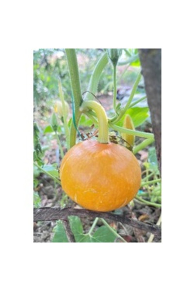 BereketliBahçem Hokkaido Bal Kabak Tohumu (5 adet)