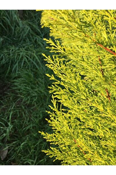 Bitkim Sende Limoni Servi Çam Fidanı ( Salon Çamı ) Boyu 35-40 Cm Limon Kokulu