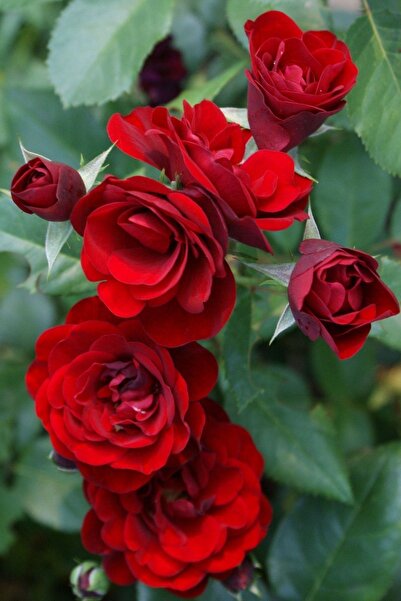 Bitkim Sende Videolu Mis Kokulu Kırmızı Sarılıcı Gül 90-120 Cm Tüplü Dış Meka...