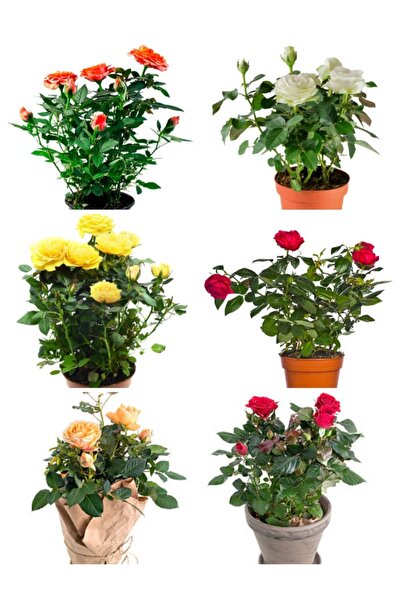 serada decor & plant Videolu Yediveren Gül Kayısı Rengi Turuncu Sarı Pembe Kı...