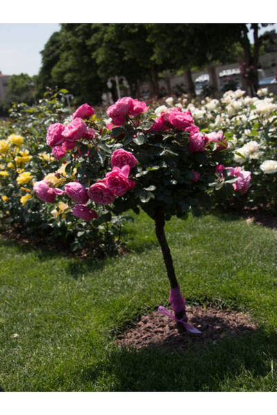 serada decor & plant Videolu Baston Gül Yoğun Kokulu Pembe Renkli (40 60 CM)1...