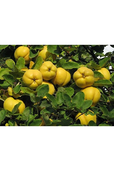 Smargat Ayva Fidanı- Aşılı Açık Kök Ayva Fidanı(150-180cm) Yarı Bodur Ayva Fidanı