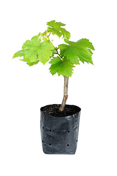 Bitkim Sende Videolu Bal Gibi Çekirdeksiz Üzüm Fidesi 30-60 cm Tüplü Dış Meka...