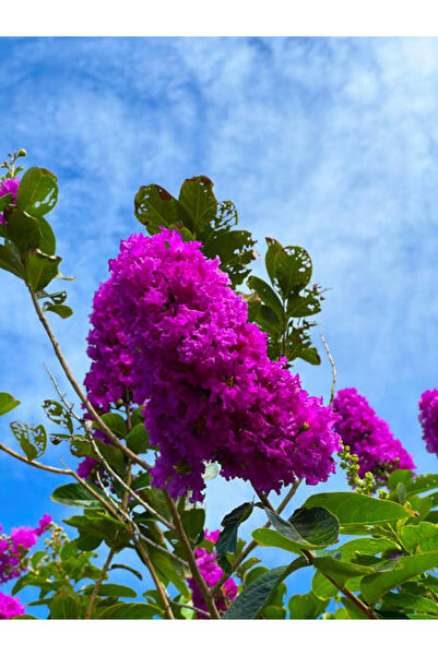 Bitkim Sende Videolu Mor Renk Oya Ağacı Fidanı 80-120 Cm Saksılı Dış Mekan Ağ...