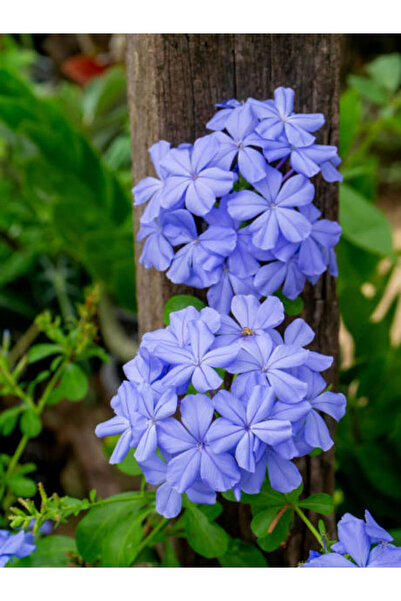 serada decor & plant Videolu Yasemin Mavi Renkli (20 40 CM)1 Adet Saksılı Ysemin Fidesi Plumbago Blue Jasmine