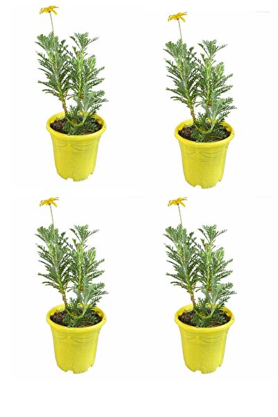 serada decor & plant Videolu Sarı Çalı Papatya (20 40 CM)4 Adet Saksılı Canlı...
