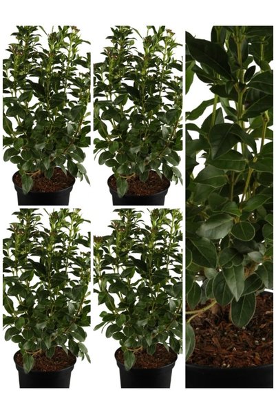 Bitkim Sende Videolu Kartopu Viburnum Lucidum Fidanı 5 Adet Saksılı/ Tüplü 15...