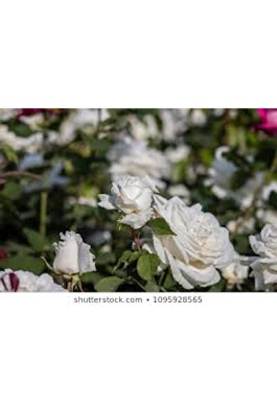 Genel Markalar TÜPLÜ BEYAZ ( YEDİVEREN ) GÜL FİDANI - KOKULU