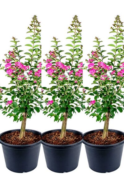 Bitkim Sende Videolu Pembe Çiçekli Oya Ağacı 3 Adet Saksıda 40-70cm Dış Mekan...