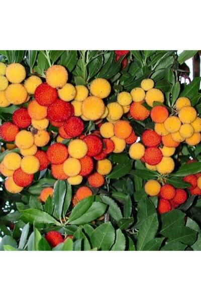 bahçevilya Kocayemiş ( Dağ Çileği ) Fidanı Saksılı 20 - 30 Cm