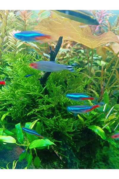 SS Oto Taxiphyllum alternans (Taiwan Moss) 5-7 gram CUP Canlı akvaryum Bitkis...