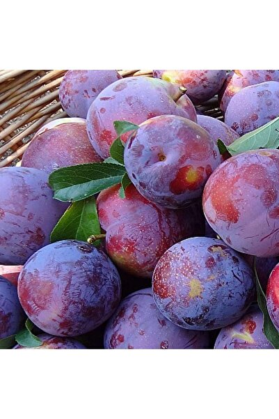 Smargat Anjelica Erik Fidanı-Aşılı Açık Kök Anjelica Erik Fidanı (120-150cm) ...