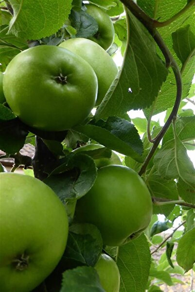 Smargat Yeşil(Mayhoş)Elma Fidanı- Aşılı Açık Kök Elma Fidanı(150-180cm) Yarı ...