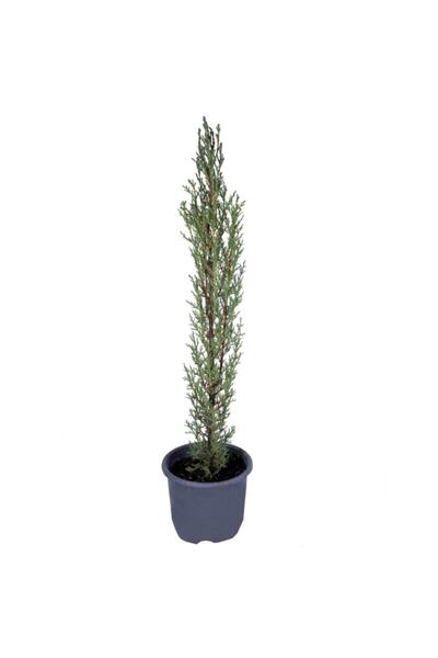 Bitkim Sende Videolu Kara Selvi-mezarlık Servi 30-50 Cm Tüplü Dış Mekan Ağaçl...
