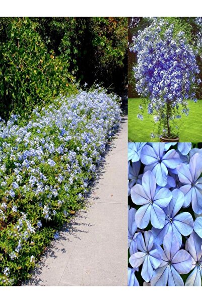 serada decor & plant Videolu Yasemin Canlı Bitki Mavi Çiçekli (80 1.20 Cm)1 Adet Dış Mekan Bitkisi Blue Jasmine