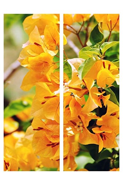 Bitkim Sende Videolu Sarı Sarıcılı Begonvil Çiçeği Fidanı 40-80 Cm Saksılı Dı...