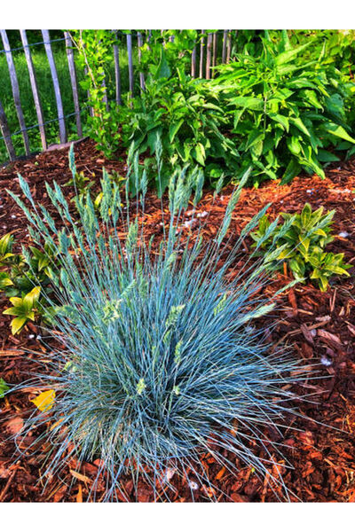 Bitkim Sende Videolu Özel Mavi Çim 25-45 Cm Saksılı/tüplü Dış Mekan Ağaçları ...