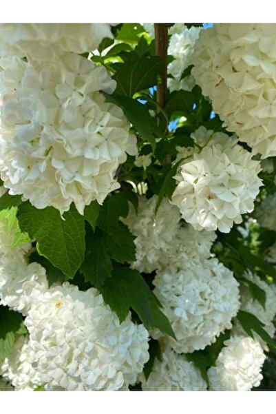serada decor & plant Videolu Yaprak Dökmeyen Kartopu Ağacı Beyaz Renk (70 90C...