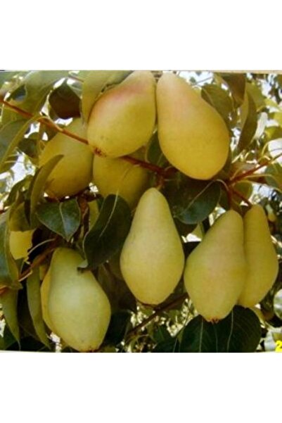 Smargat SantaMaria Armut Fidanı- Aşılı Açık Kök Armut Fidanı(150-180cm) Yarı ...