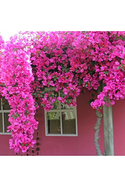 AYDOĞDU Saksıda Sarılıcı Pembe Tırmanıcı Begonvil Sarmaşığı Fidanı(gelin duvağı)