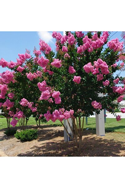 AYDOĞDU 1 ADET Saksıda Pembe Çiçekli Oya Ağacı (BOY 1M)
