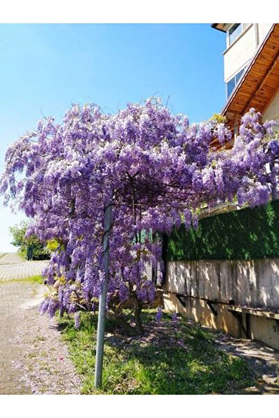serada decor & plant Videolu Mor Salkım Çiçeği Fidanı (60 80CM)1 Adet Saksılı...