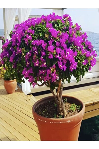 Bitkim Sende Videolu Mor Renkli 1 Adet Bodur Begonvil Çiçeği Saksılı 30-60cm (BOUGAİNVİLLEA FLOWER)